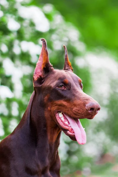 Doberman Poserend Een Stadspark Puppy — Stockfoto