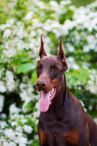 Doberman Pozowanie Parku Miejskim Szczeniak — Zdjęcie stockowe