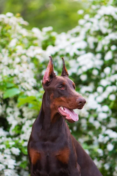 Doberman Pózol Egy Városi Parkban Kiskutya — Stock Fotó