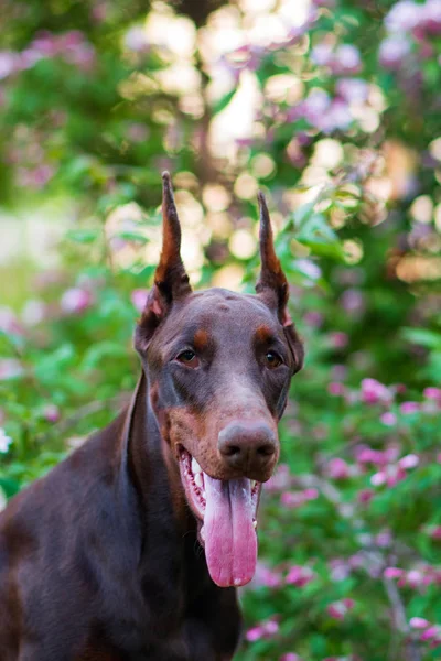 Dobermann Posiert Stadtpark — Stockfoto