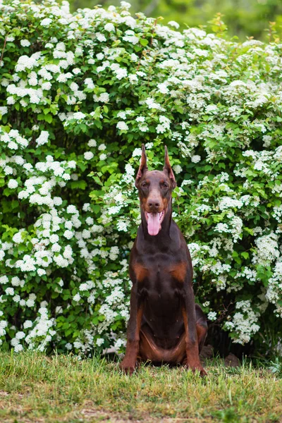 Doberman Posando Cachorro Del Parque Ciudad —  Fotos de Stock