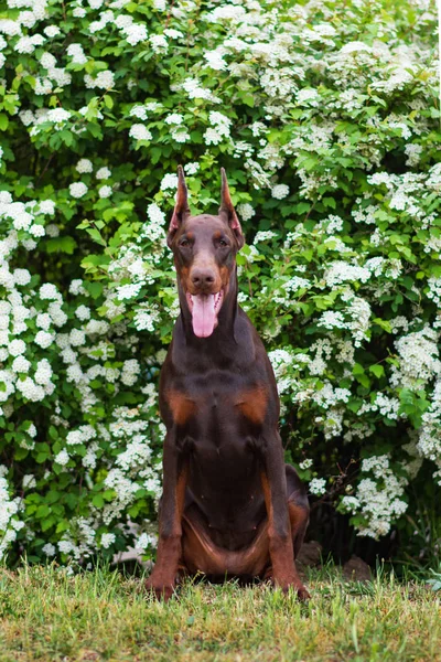 Parkta Poz Veren Bir Doberman — Stok fotoğraf