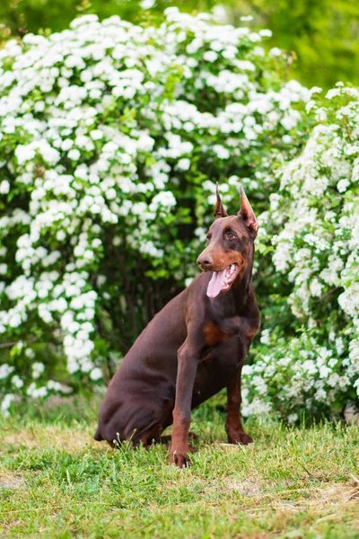 Dobermann Posiert Stadtpark — Stockfoto