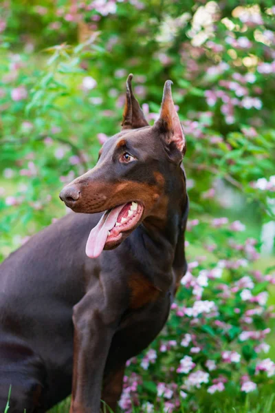 Doberman Posing City Park Щеня — стокове фото