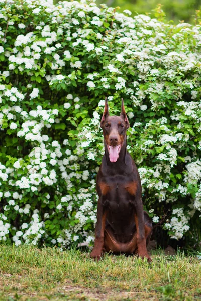 Doberman Pózol Egy Városi Parkban Kiskutya — Stock Fotó