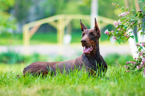 Doberman Pózuje Městském Parku Štěně — Stock fotografie