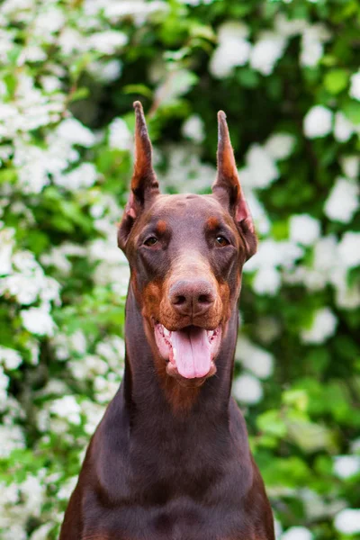 Doberman Posing City Park Puppy Royalty Free Stock Photos