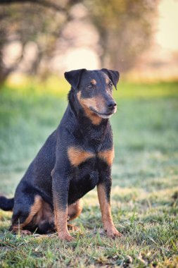 yagd terrier bir şehir parkında poz