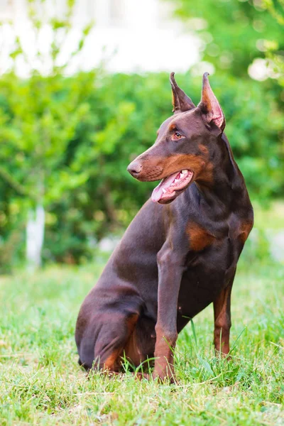 Doberman Poserend Een Stadspark Puppy — Stockfoto