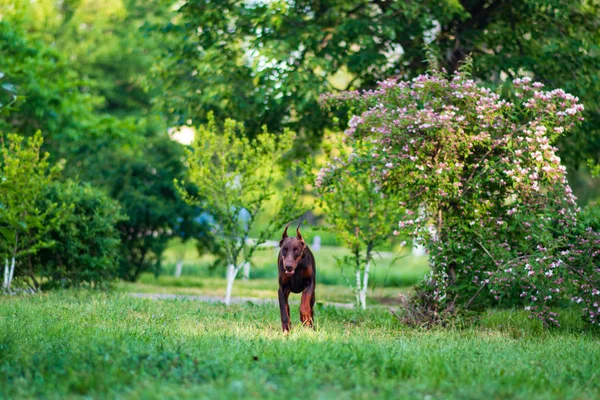 Doberman posing in a city park puppy