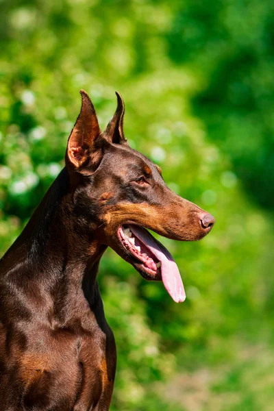 Doberman Pózuje Městském Parku Štěně — Stock fotografie