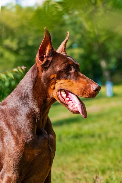 Doberman Posing City Park Щеня — стокове фото