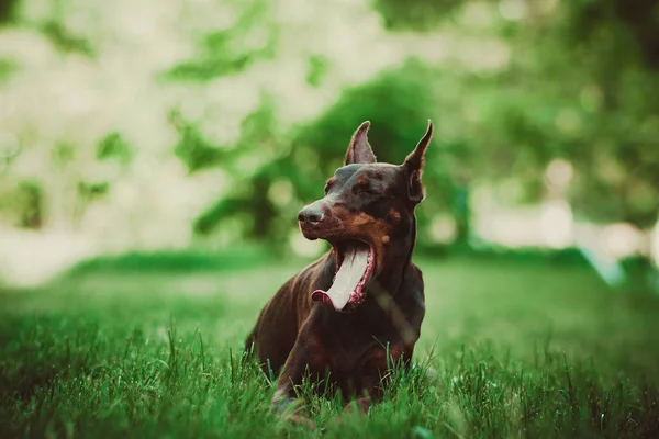 Dobermann Posiert Stadtpark — Stockfoto