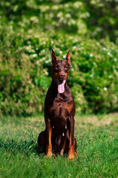 Doberman Posando Cachorro Del Parque Ciudad —  Fotos de Stock