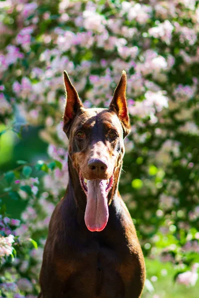 Doberman Posando Cachorro Del Parque Ciudad —  Fotos de Stock