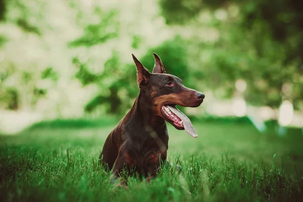 Doberman Posing City Park Щеня — стокове фото