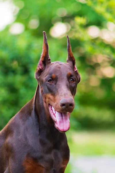 Doberman Posando Cachorro Parque Cidade — Fotografia de Stock