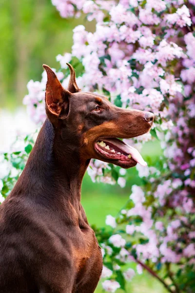 Parkta Poz Veren Bir Doberman — Stok fotoğraf