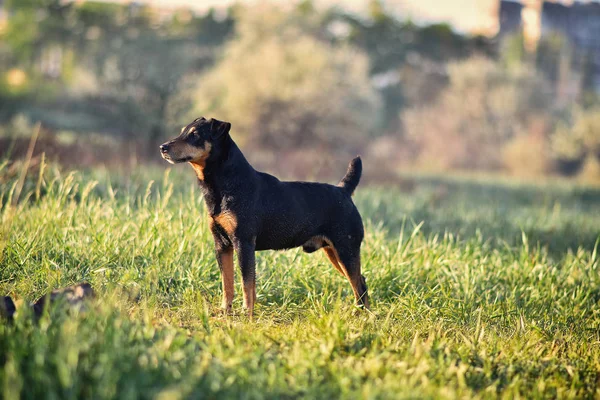 Yagd Terrier Posing City Park — Stock Photo, Image