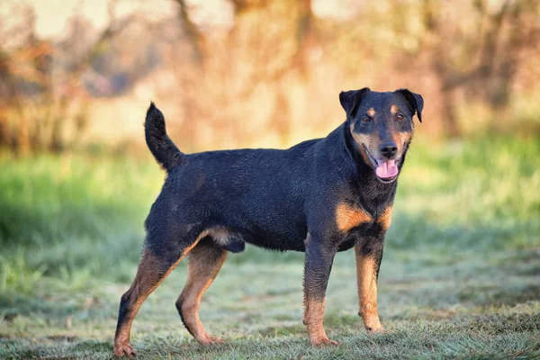 Yagd Terrier Posing City Park — Stock Photo, Image