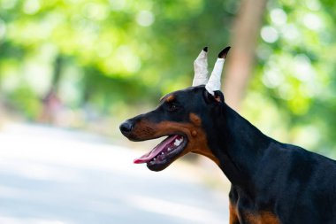 Doberman köpek en iyi frend köpek yavrusu
