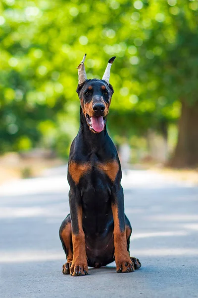 Doberman Hond Beste Frend Puppy — Stockfoto