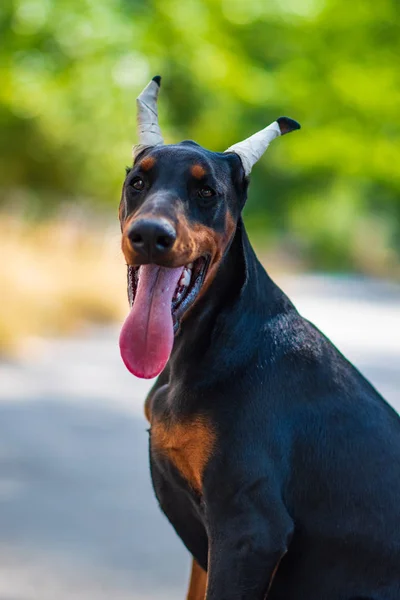Doberman Cão Melhor Cachorro Frend — Fotografia de Stock