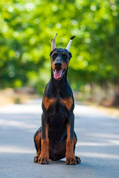 Dobermann Hund Bester Freund Welpe — Stockfoto