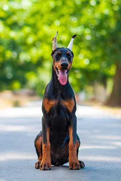 Doberman Cão Melhor Cachorro Frend — Fotografia de Stock