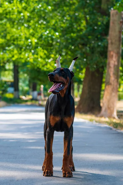 Doberman Köpek Iyi Frend Köpek Yavrusu — Stok fotoğraf