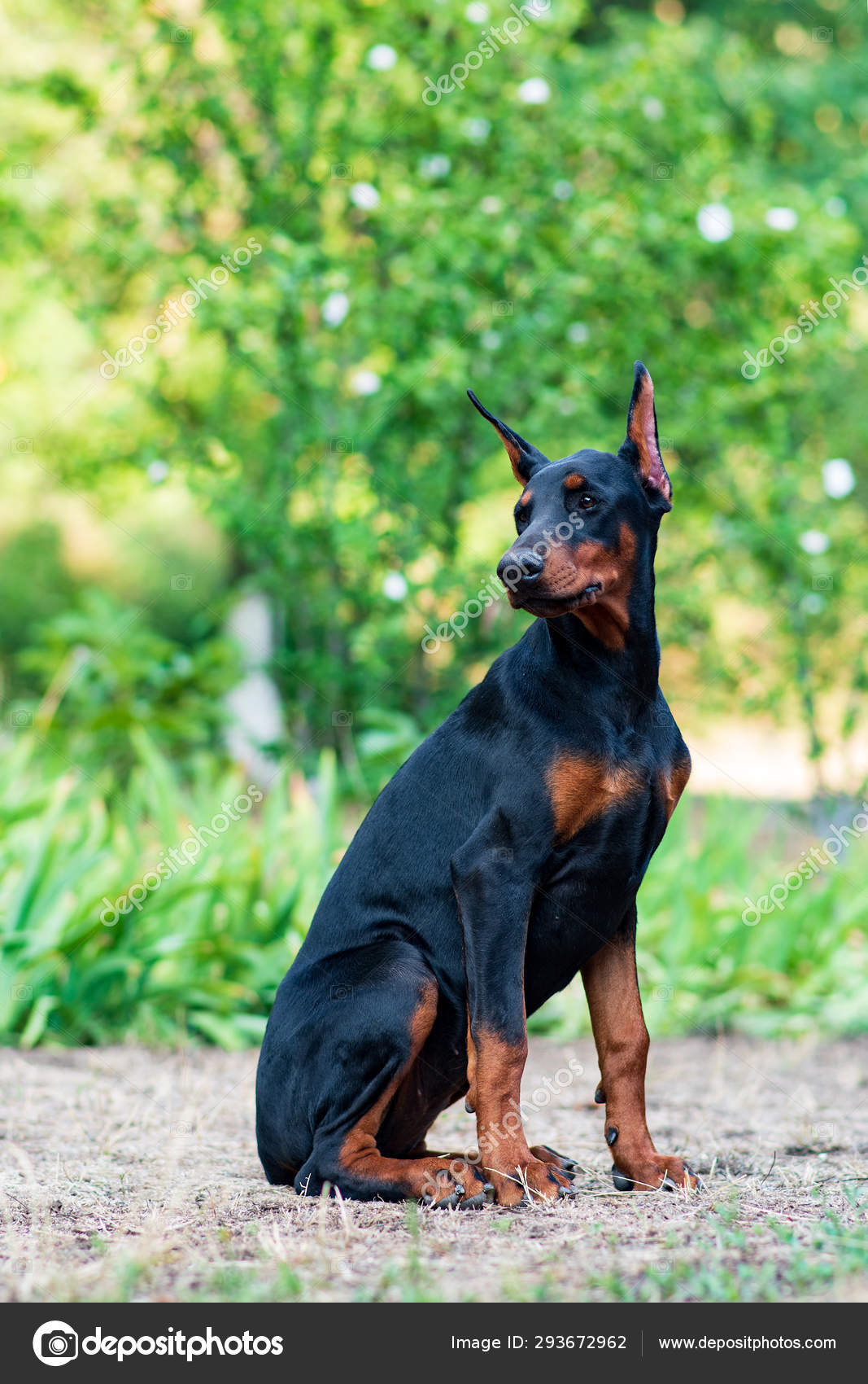 doberman black puppy