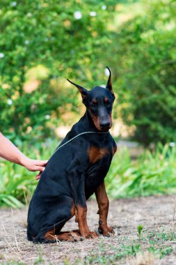 güzel komik siyah doberman köpek yavrusu
