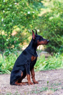güzel komik siyah doberman köpek yavrusu