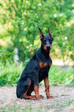 güzel komik siyah doberman köpek yavrusu