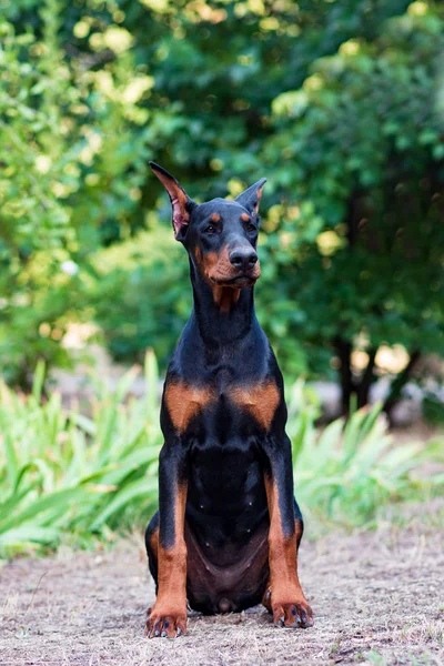 Schöne Lustige Schwarze Dobermann Welpen — Stockfoto