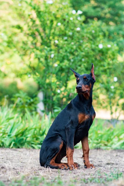 素敵な面白い黒いドーベルマンの子犬 — ストック写真