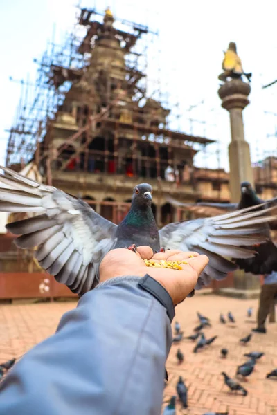 Elinden Yemek Bir Güvercin Onun Kanatları Geniş Açık Ile Çalışır — Stok fotoğraf