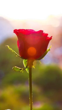 Yakın çekim fotoğraf Bahçe kırmızı gül