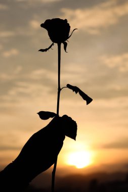 Günbatımı karşı gül tutan kadın