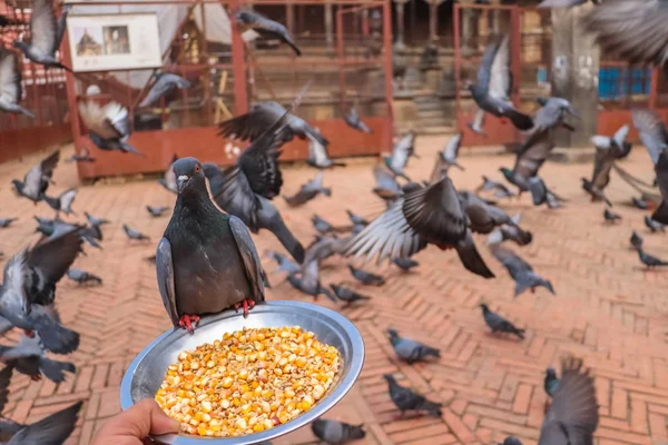 Seekor Merpati Lapar Makan Dari Piring — Stok Foto