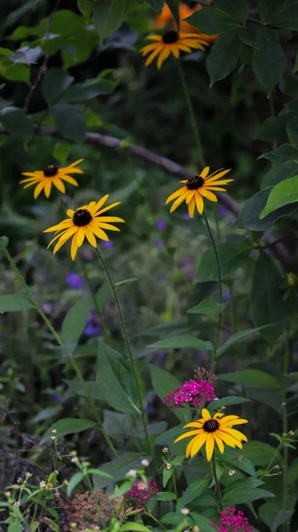 Black Eyes Susan Flores Natureza — Fotografia de Stock