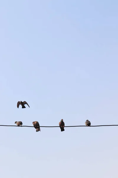 Tauben Sitzen Auf Einem Draht — Stockfoto