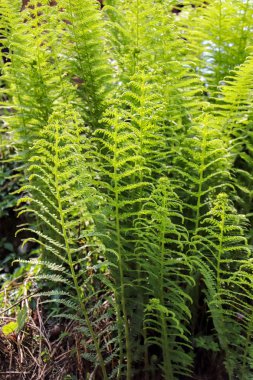 Vahşi fern bitki gündoğumu sırasında