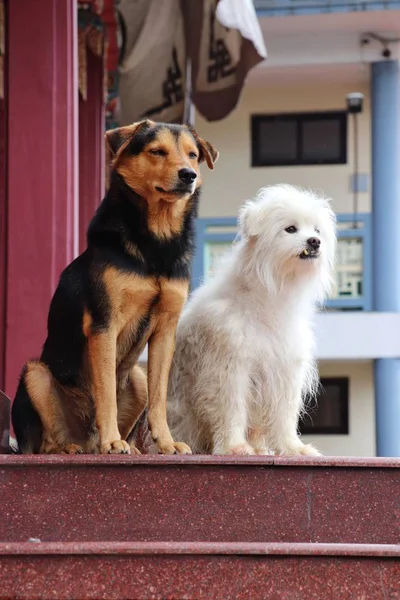 Zwei Hunde Unterschiedlicher Rasse Nebeneinander Sitzend — Stockfoto