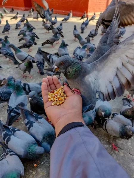 Amablemente Alimentando Granos Maíz Una Bandada Palomas —  Fotos de Stock