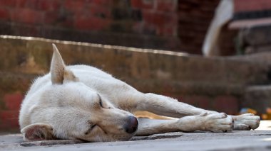 Beyaz sokak köpeği bir şekerleme almak