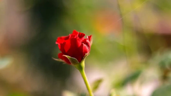 Red Rose Garden — Stock Photo, Image