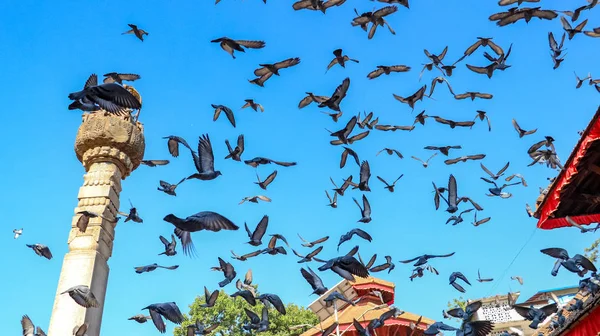 Palomas Volando Una Hermosa Mañana Plaza Durbar Katmandú —  Fotos de Stock