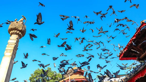 Palomas Volando Una Hermosa Mañana Plaza Durbar Katmandú —  Fotos de Stock