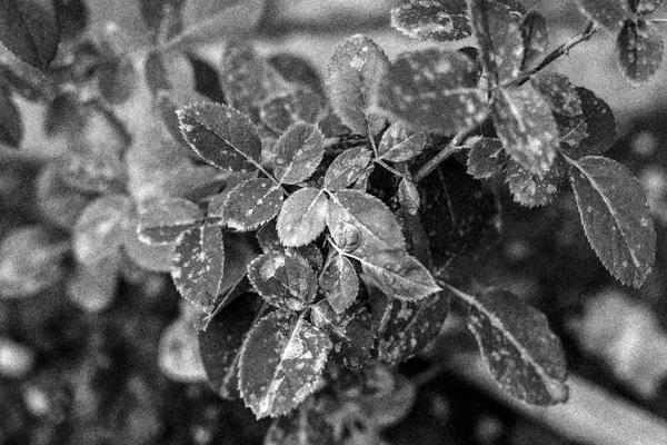 Grainy rose plant leaves in black and white